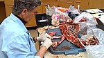 Animal CSI: Lab Targets Illegal Species Traffic