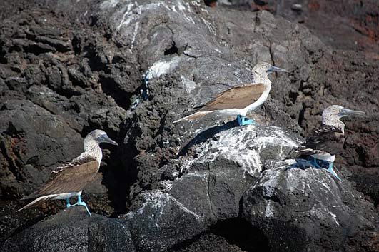 Galapagos
