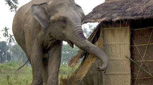 PHOTO An elephant on a rampage rips apart a straw hut in a village on the Sundarban islands in India.