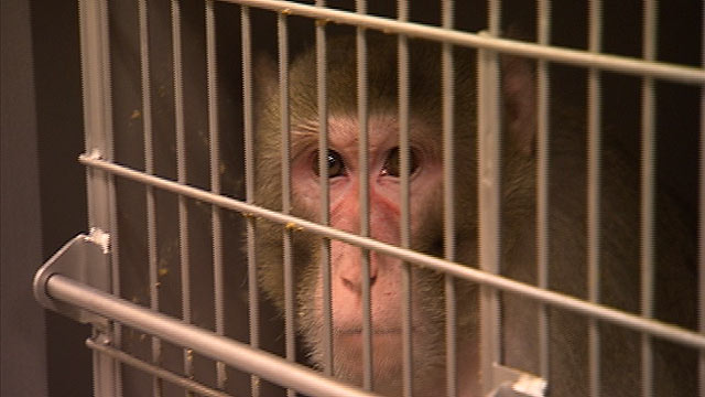 PHOTO: A monkey is seen inside a cage at the Oregon National Primate Center in Portland, Ore.