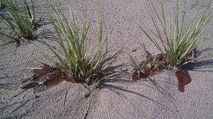PHOTO Oil puddles around plants inside the 80 square miles of beaches and wild marshlands on the Louisiana coast owned by the Wisner Donation, a charitable trust.