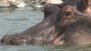 Hippos