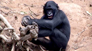 Sexy Beasts: Bonobos Make Love, Not War