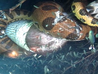 Watch: Anaconda Swallows a Giant Capybara Whole