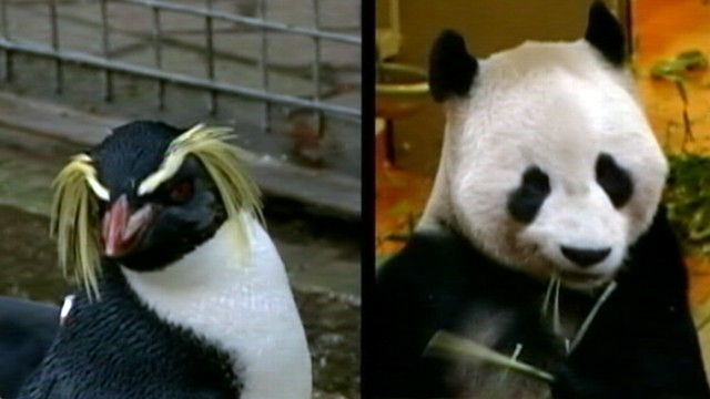 Angry Birds at Edinburgh Zoo?