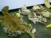 CSI: Animal Kingdom