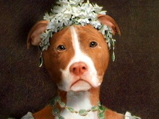 Watch: Regal 'Animal Ancestor' Portraits