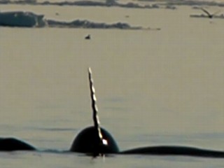 Watch: Tracking Elusive Narwhals in the Arctic