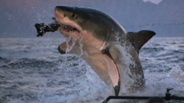 Why Are More Sharks Attacking Humans? Video - ABC News