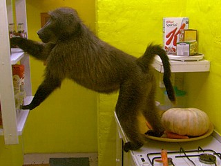 Watch: 'Big Baboon House': Monkey's 'Real World'