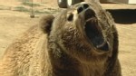 Bear Attack