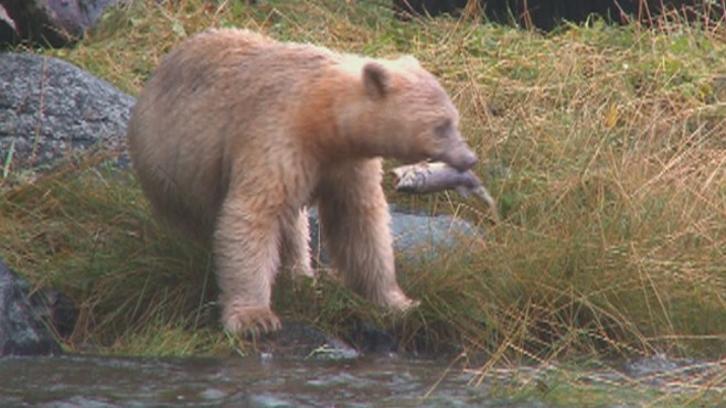 The Hunt for the Rare Spirit Bears