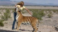 With Tigers Living Next Door Exotic Pet Insurance Business Soars abc ntl brianross 111020 wl