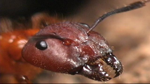 Attack of the Insects