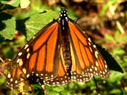 Monarch Butterflies