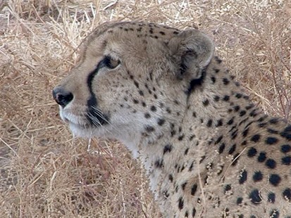 Cheetahs