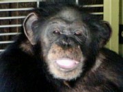 When Chimps Attack
