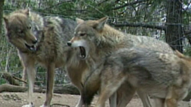 Nat Geo: Coyote vs. Man