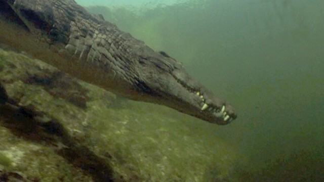 Never-before-seen Underwater Croc Dens Video - Abc News