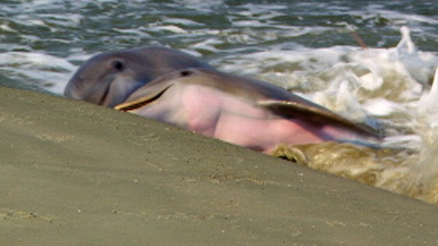 Dolphins Force Fish on Land to Eat Them
