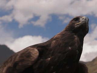 Watch: Kyrgyzstan's Golden Eagle Hunters