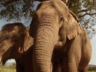 Watch: Elephant Dung Coffee: Smooth, Rich, Expensive