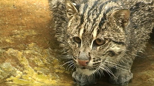 Shrimp Farms Endanger Fishing Cats