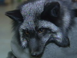 Watch: Wild Foxes as House Pets?