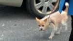 Nightline 2/10: More Pets Prescribed Psychiatric Drugs