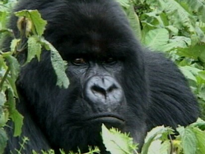 gorilla