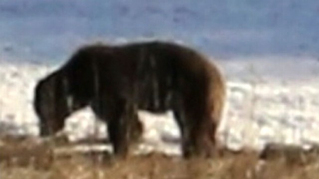 VIDEO: "Nightlines" Bill Weir tracks grizzly bears in the wild around Yellowstone.