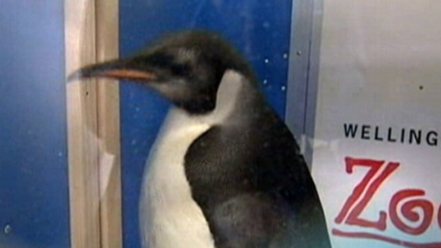 Happy Feet Heads Home