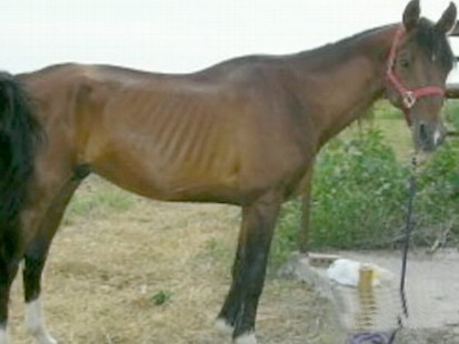 Horses Fall Victim to Texas Drought