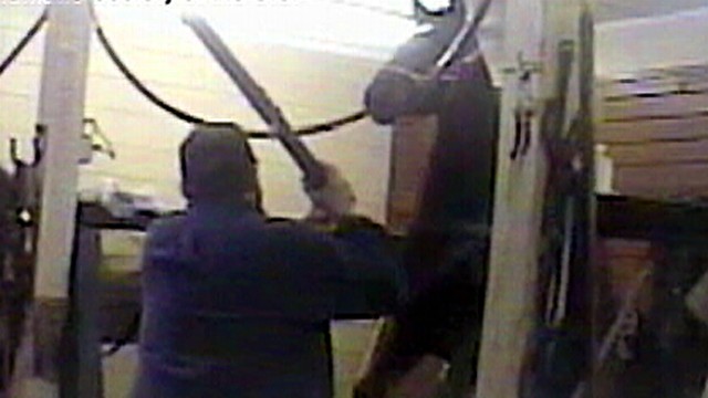 Torture of Tennessee Walking Horses?