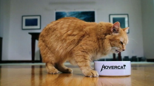 VIDEO: ABC News Dan Harris cat George stars in viral pet adoption ad.