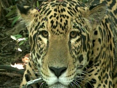 Jaguars