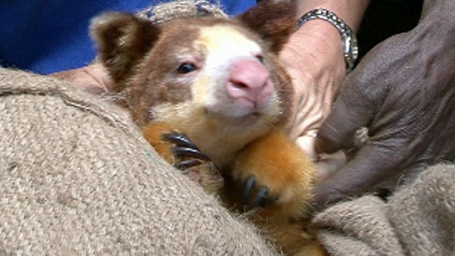 Into The Wild: The Elusive Tree Kangaroo