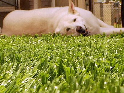Plastic Grass