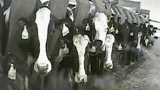 Got Milk?