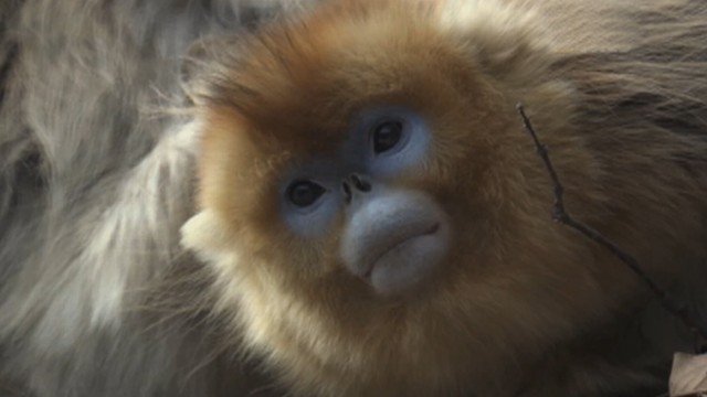 Tracking Chinas Rare Golden Snub-Nose Monkey