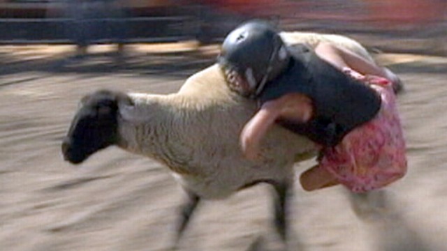 Mutton Busting: Toddlers, Hang On!