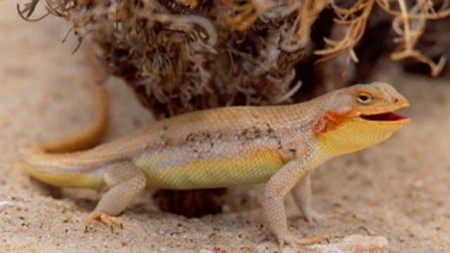 Lizards vs. Oil: Battle for Land
