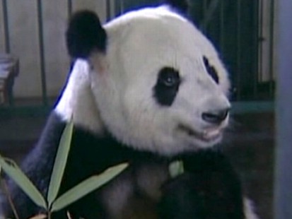 Panda Porn