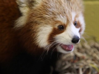 Watch: Red Panda's Plight: Cute and Endangered