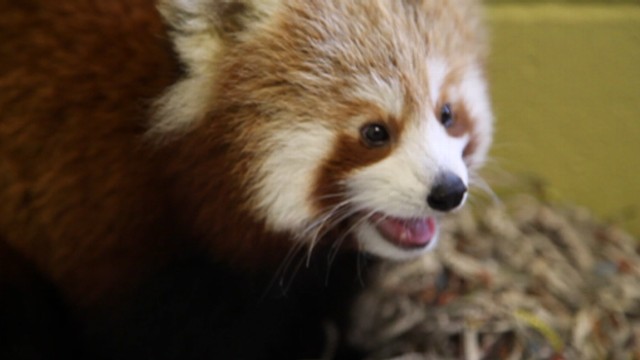 Red Pandas Plight: Cute and Endangered