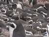 March of the Penguins