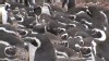 March of the Penguins