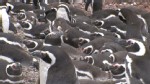 March of the Penguins