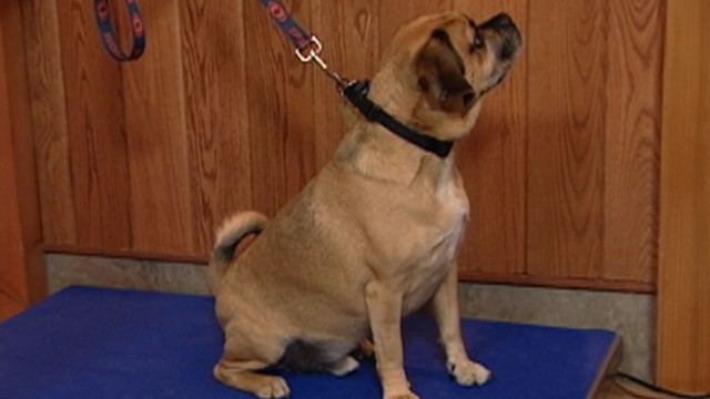 Doggy Fat Camp: Helping Obese Pets