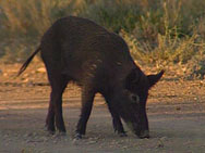 pig